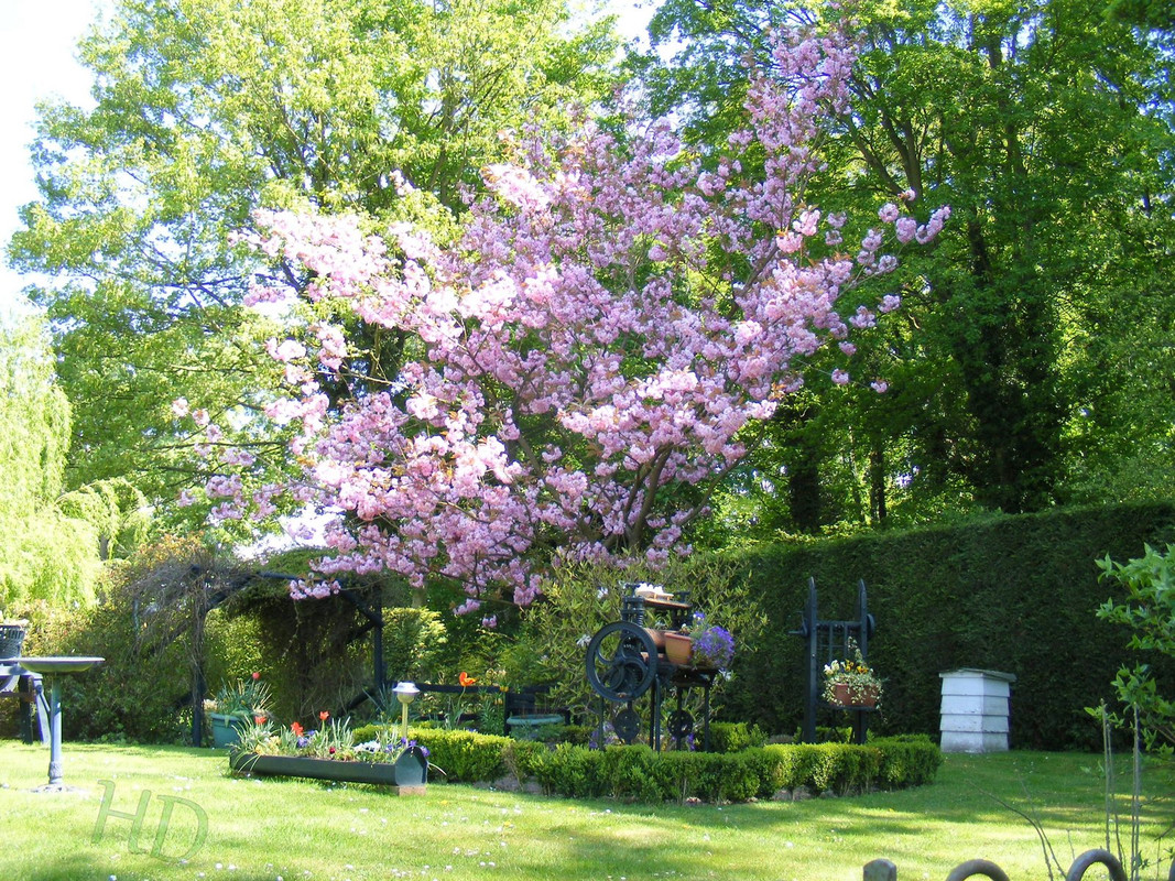 garden-hydrangeas-HD.jpg