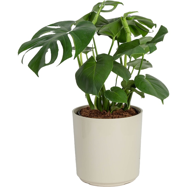 Score Costa Farms House Plants for Just .15 at Lowe’s! Score Costa Farms House Plants for Just .15 at Lowe’s!