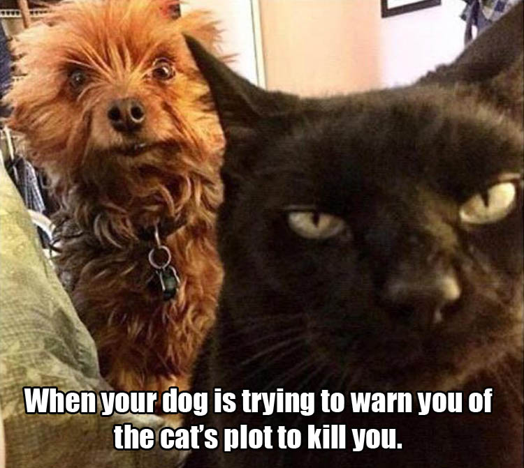 dog_warns_of_cats_plot.jpg