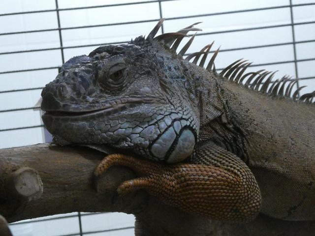 VALENCIA en un fin de semana - Blogs of Spain - Sábado 30/12: Llegada a Valencia y visita al Oceanogràfic (18)