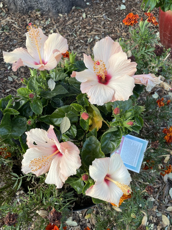 D0BB9FE2-53CC-48C6-9569-EF679E067F9D_1_105_c