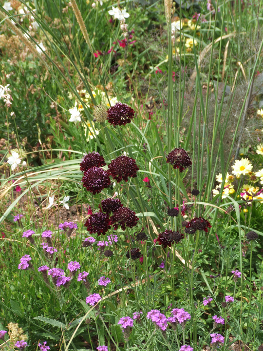 BUGA 23: Blumen und Gras