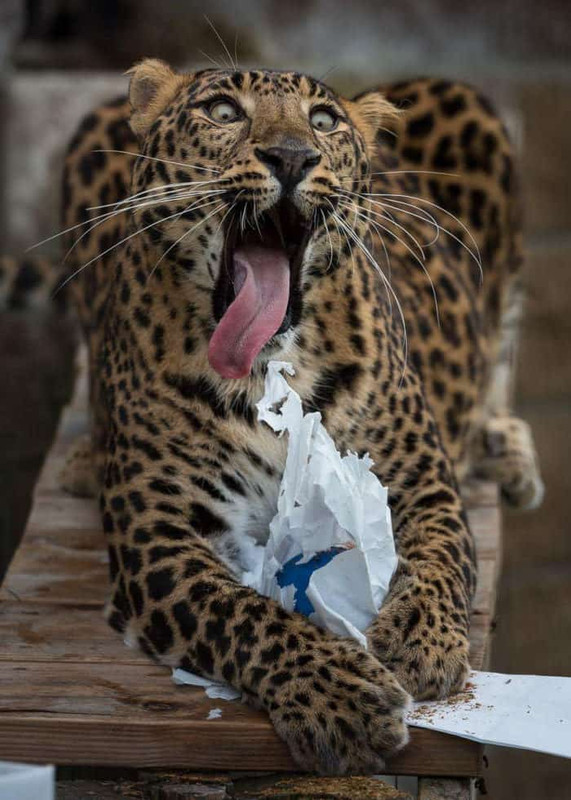 15 фотографий из соцсетей о жизни животных, которые сделают ваш день