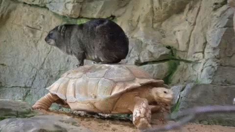 Hyraxandtortoiseps-cute-gifs-18-605.gif
