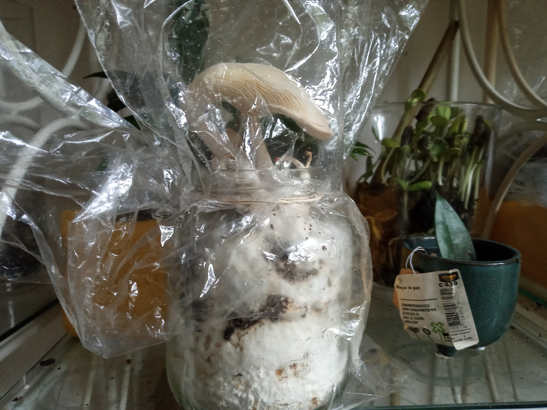 [Image: 20210120-115132.jpg]