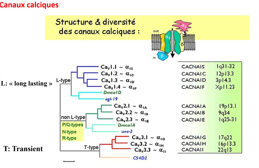 Pharmacodynamie - Google Drive - Google Chrome