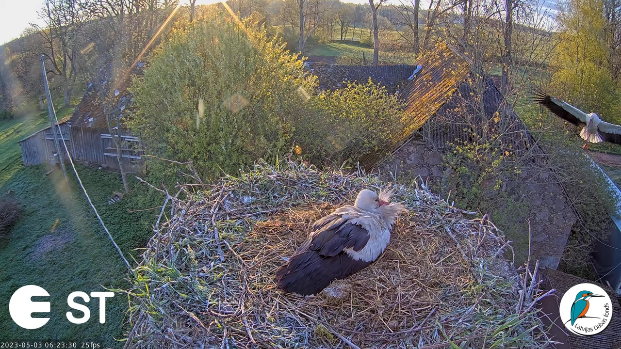 Baltie stārķi (Ciconia ciconia) Tukuma novadā - LDF tiešraide __ White storks in Tukums, Latvia 3-53