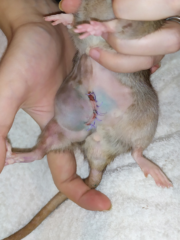 Касюня  и пузырик