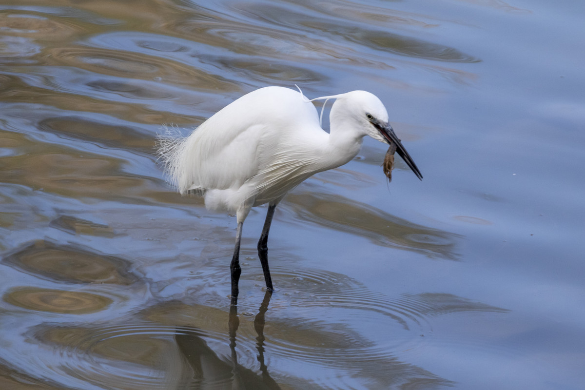 _27A7794-AIRONE CON GRANCHIO