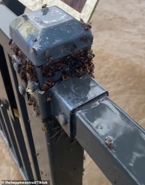 [Image: Spiders.jpg]