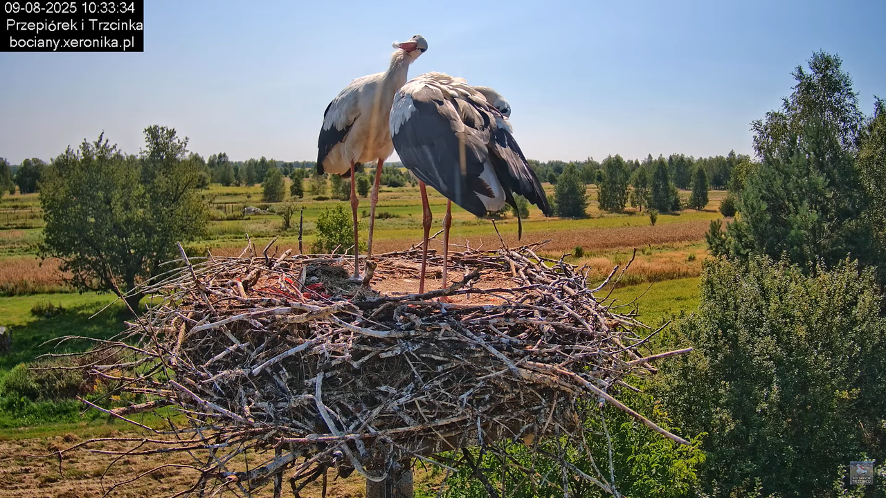 09082025bociany15