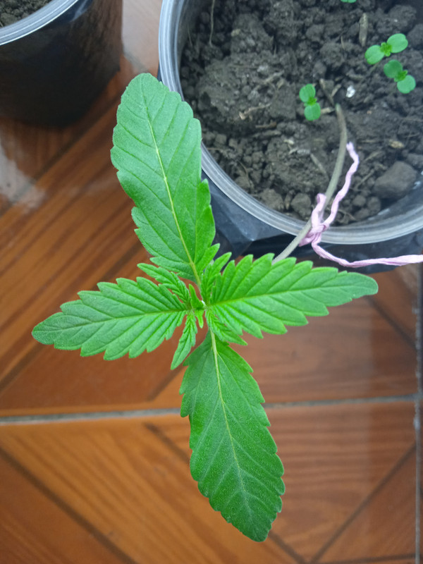 IMG_20210608_194049_1