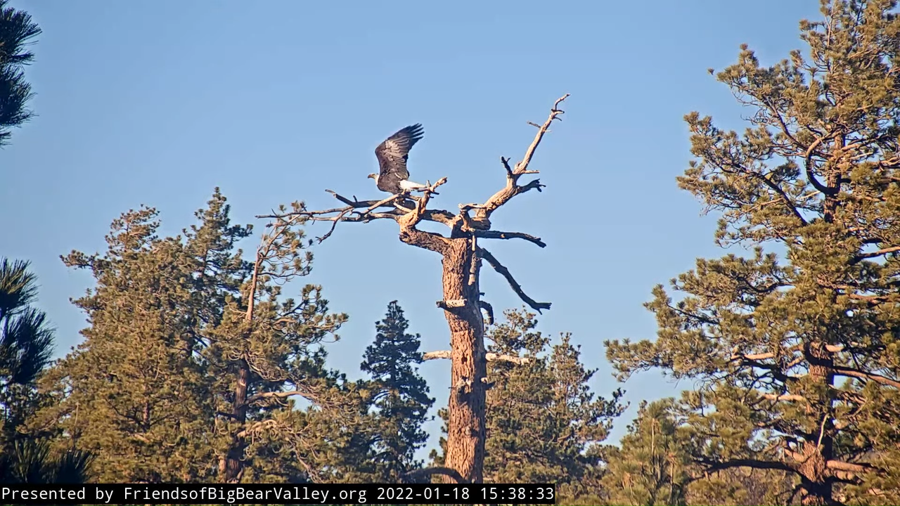 Big Bear Bald Eagle Wide View Cam 4-12-30 screenshot (2)
