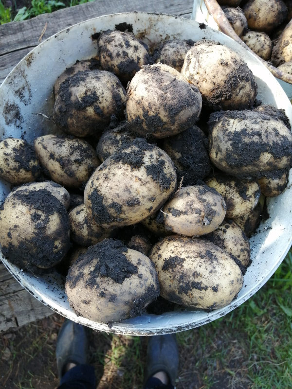 Картошка 2024