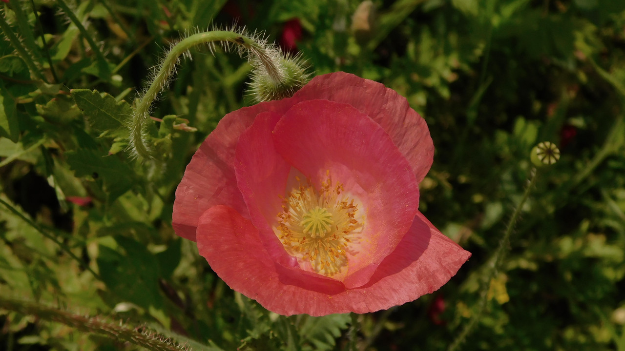 Дачно-Харлинский июнь-июль 2024 004