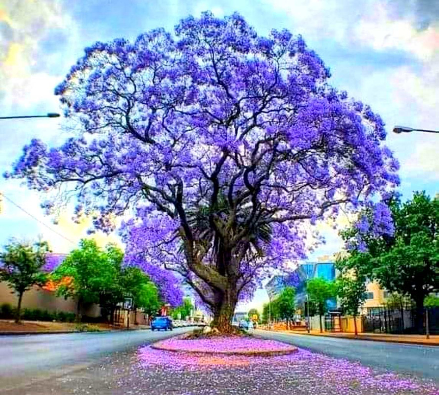 jacaranda 4.11.23