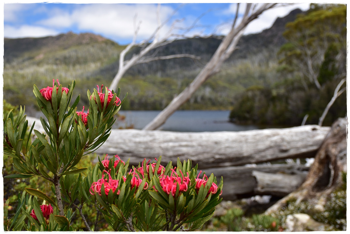 Lake St Clair National Park - Australia (II): Recorriendo Tasmania (12)