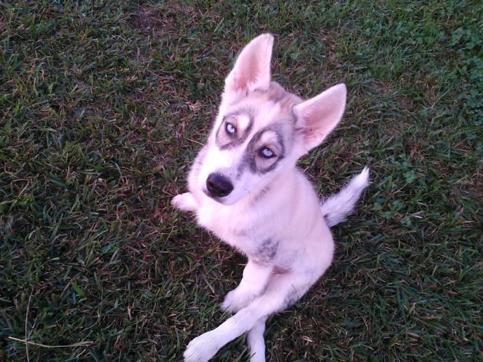 27 животных, которым природа подарила особенный окрас