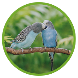 Rundes Bild mit 2 Wellensittichen auf einem Ast.