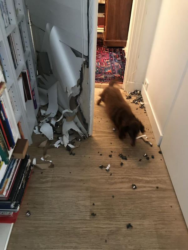 [Image: 21-DF30-A4-EEE4-43-BA-85-E2-7689-E7-CD7-EAB.jpg]