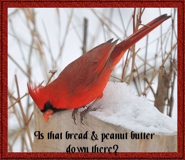 Cardinal_peanutbutter