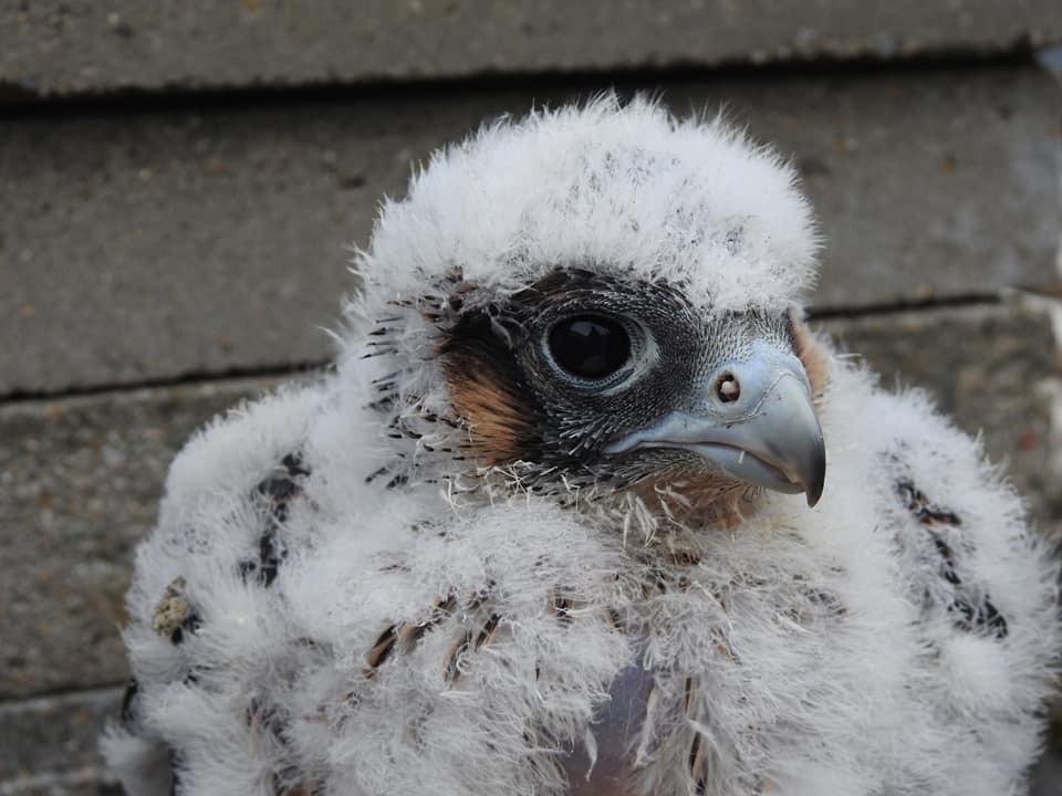 60764184_2077796568986049_3402049749849735168_n (1)