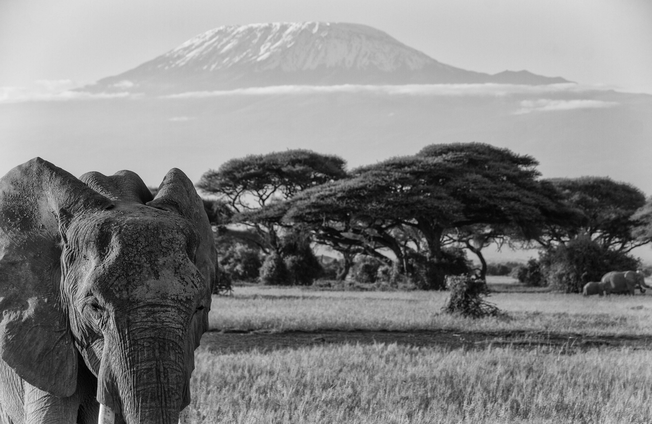 4 days Amboseli elephant safari from Nairobi in Kenya for international travellers