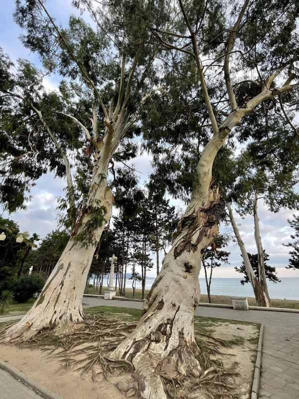 1EAA2568-81D2-421A-863C-62DE8F78B935