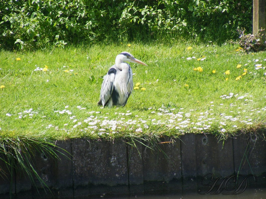 Heron.jpg