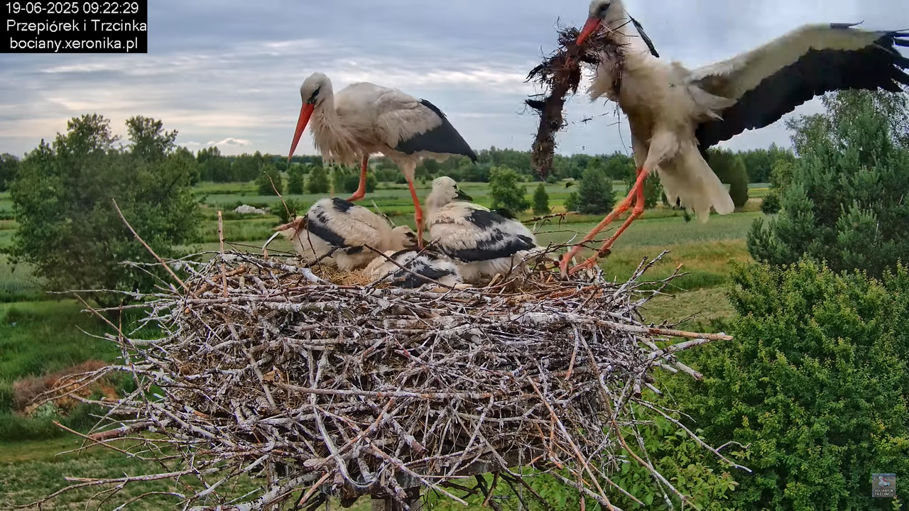 19062025bociany29