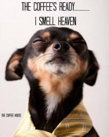 Dog-Smell-Coffee