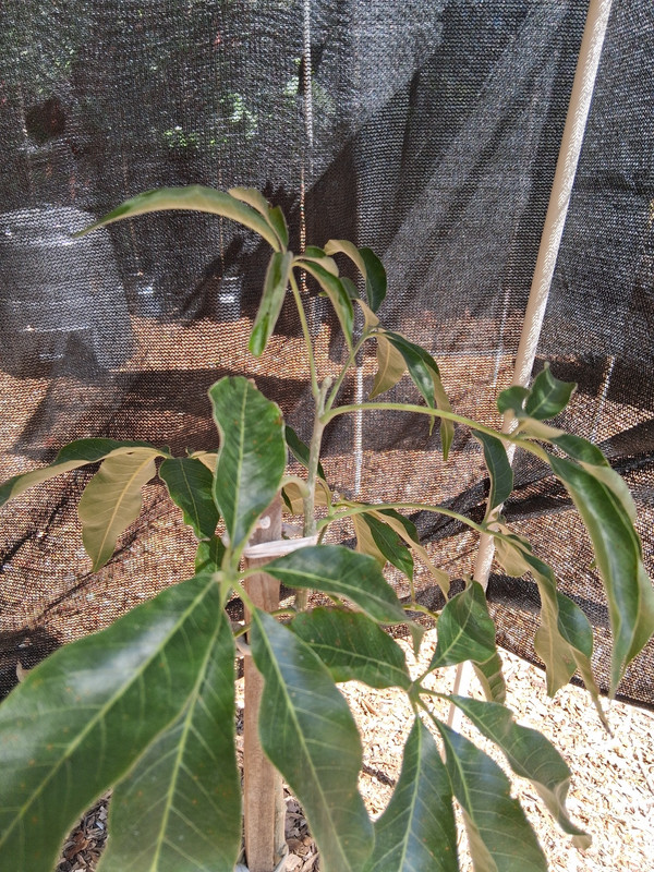 White Sapote 02