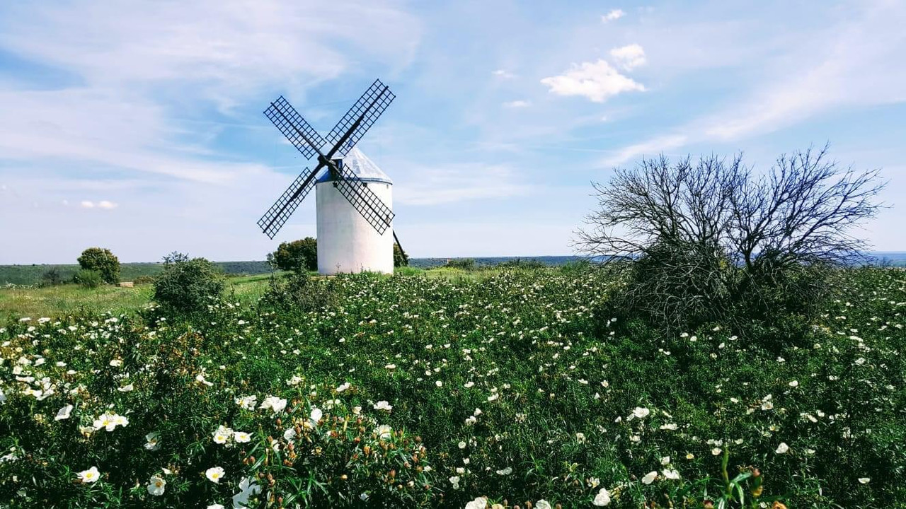 Viñuelas Mayo 20 Jaras
