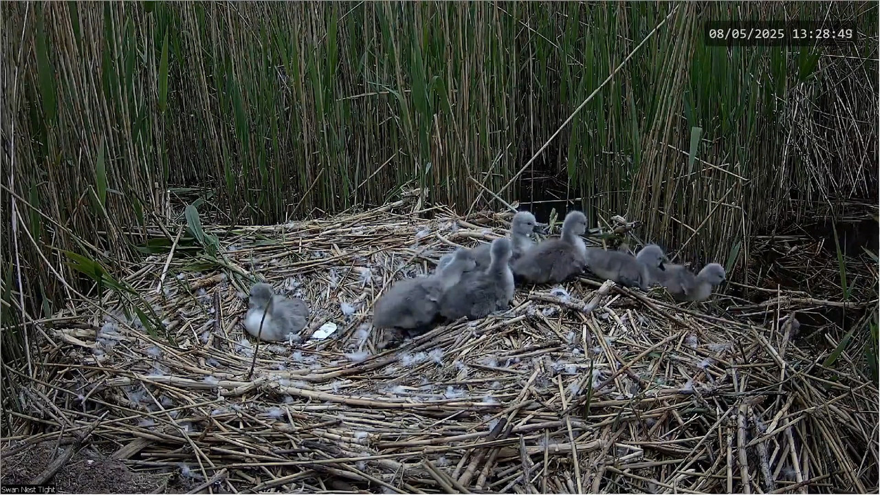 🔴 TIEŠRAIDES Gulbju ligzda 🦢 _ Putnu kameras _ Roberts E. Fullers 12-11-39 screenshot