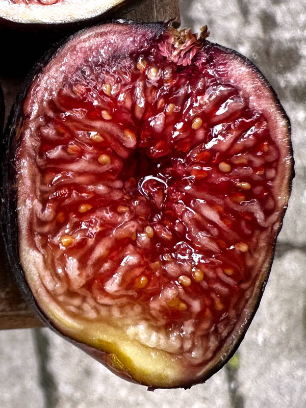 figs-4.jpg