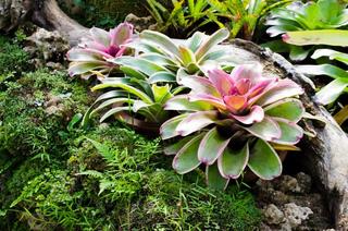 Thơ hoạ Nguyễn Thành Sáng & Tam Muội (1492) Bromeliad-shutterstock-108890825