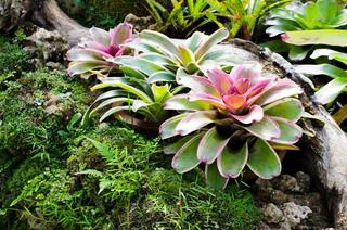 sang -  Dòng thơ họa của Nguyễn Thành Sáng &Tam Muội (2) - Page 11 Bromeliad-shutterstock-108890825