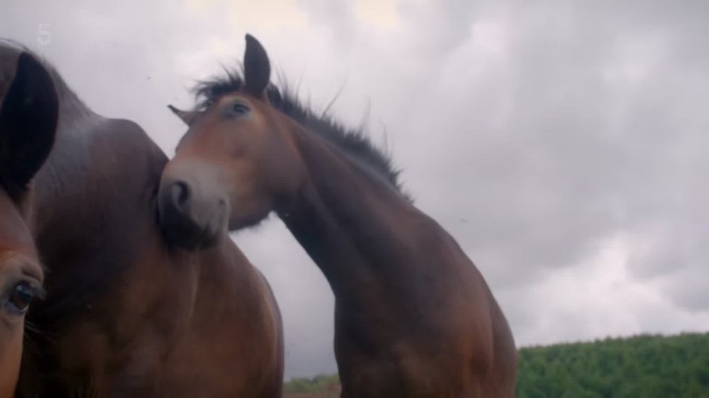 [Image: z0euj6h6adg5.jpg]