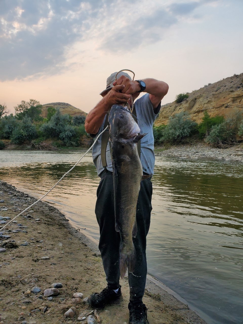 catfish — Postimages