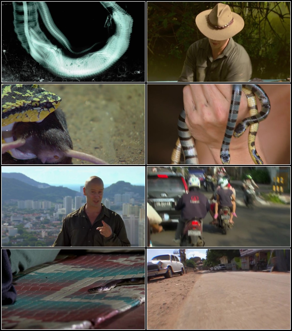Asias-Deadliest-Snakes-2010-WEBRip-x264-ION10.jpg