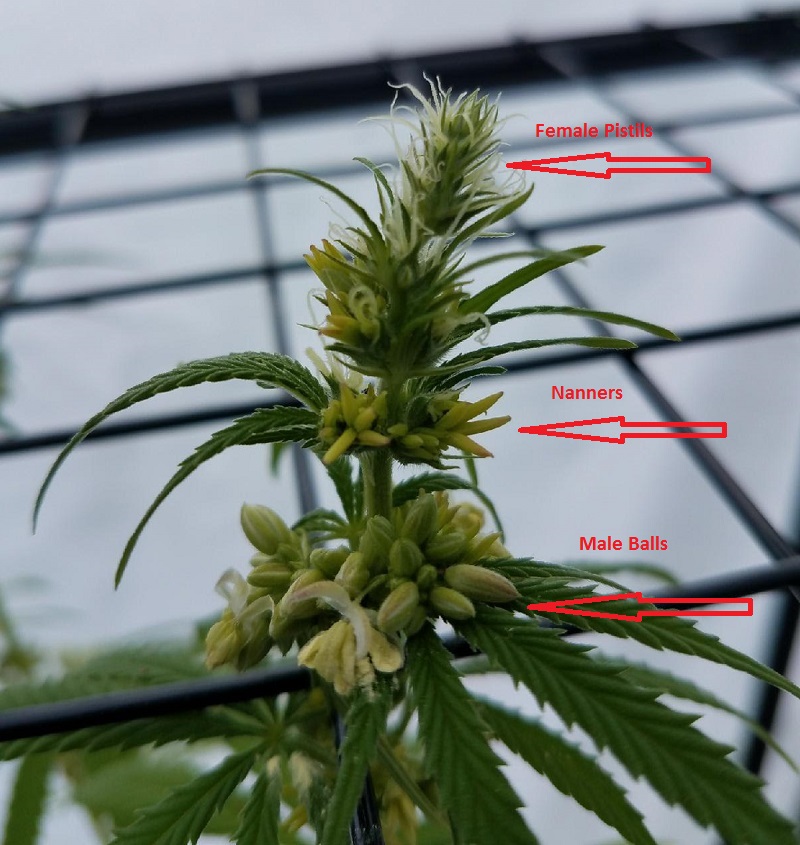 Do feminized hermie plants produce feminized seeds? Rollitup