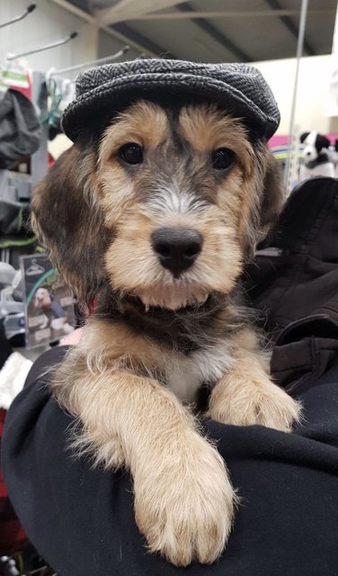Dog-Cap9533dd89f23d0d82.jpg