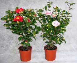 Camelia grande