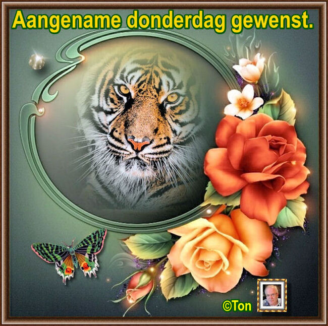 www.krabbelplaatjes.com