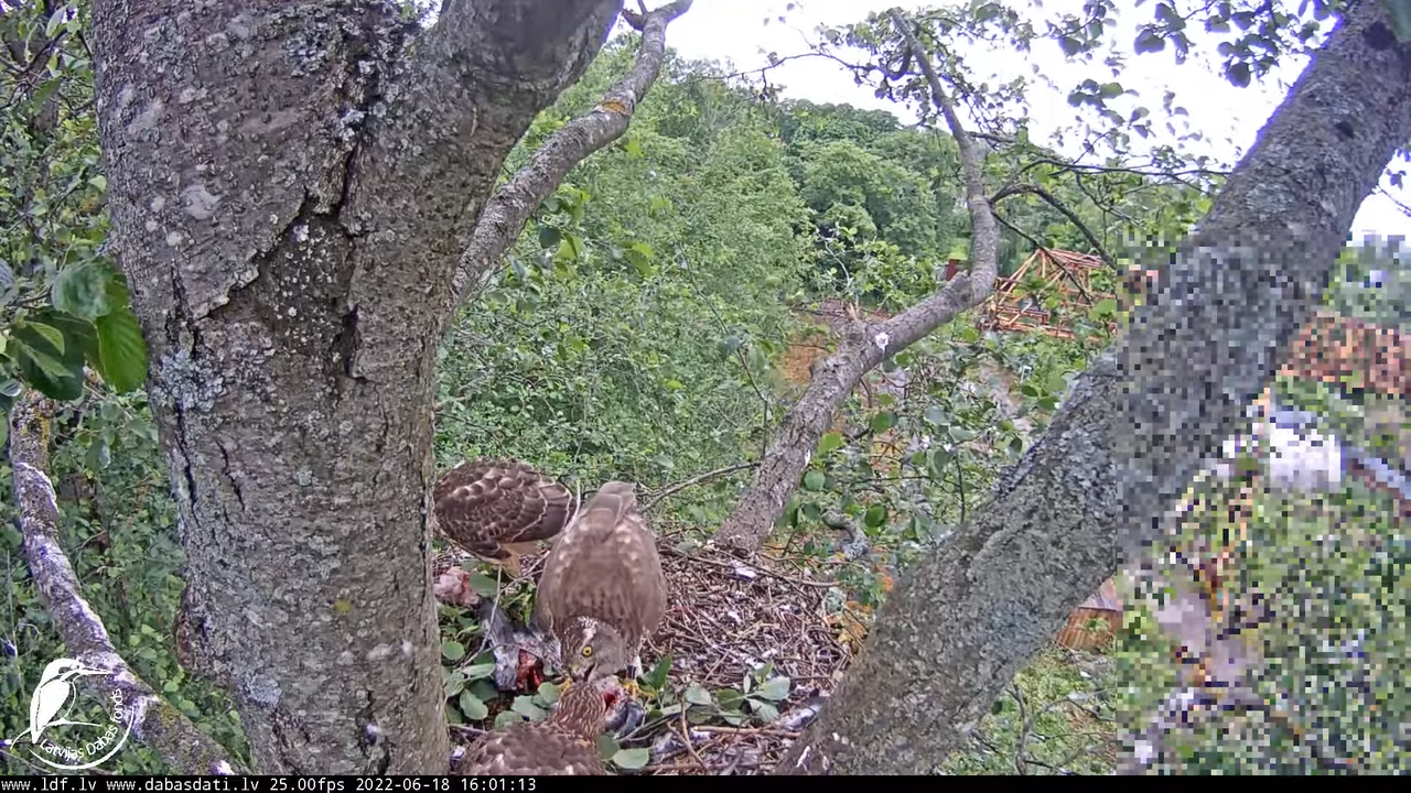Vistu vanags (Accipiter gentilis) Rīgā - LDF tiešraide __ Goshawks, Riga, Latvia 5-57-39 screenshot