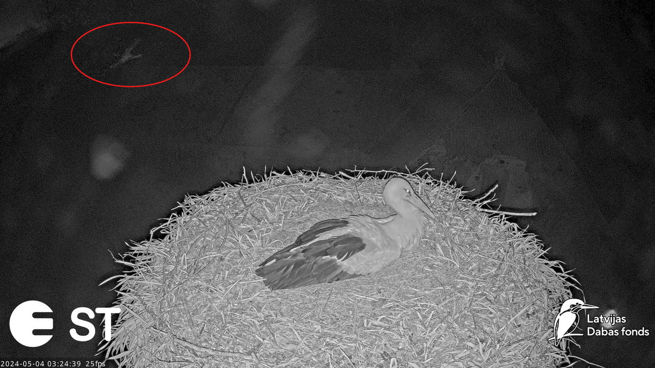 Baltie stārķi (Ciconia ciconia) Tukuma novadā - LDF tiešraide __ White storks in Tukums, Latvia 8-39