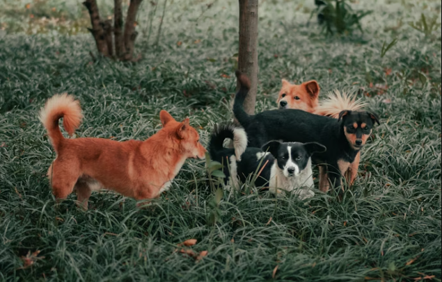 Asesoría agro y mascotas