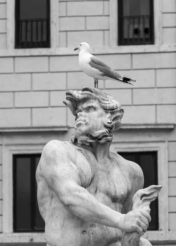 _27A4516-GABBIANO SULLA TESTA BN