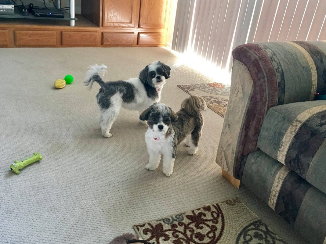 Dazzal's 2 Mal-Shih Puppers! 42094453-10204968250882580-5690425925934514176-o