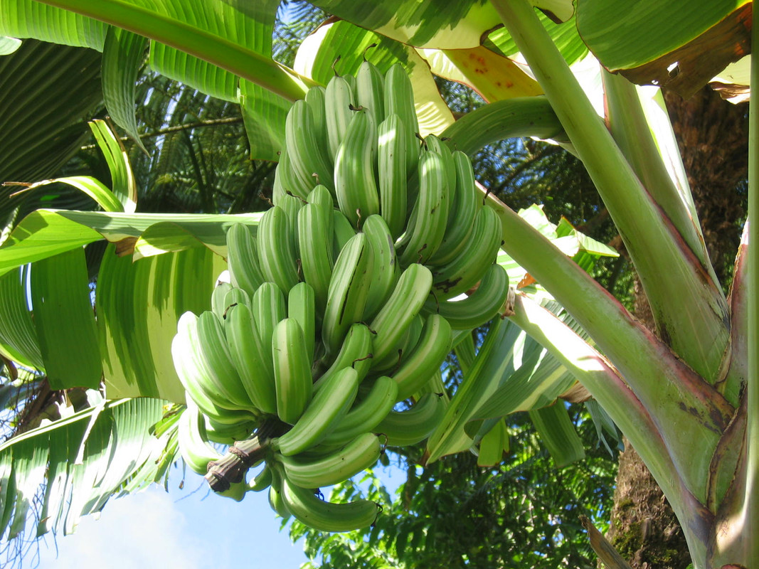 stripe bananas 003